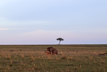 Majestic Lions Resting on African Savannah at Sunset