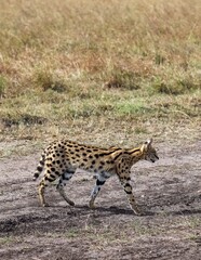 Serval cat walking in the african savanna during daytime
