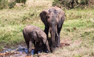 Elephants drinking water in the african savannah