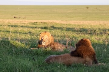 Two male lions resting in the Masai Mara National Reserve, Kenya