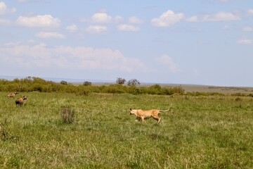 Lioness running in the Masai Mara National Reserve with hyenas in background