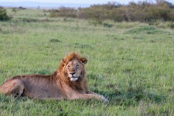 Majestic lion resting in the savannah grass of Maasai Mara National Reserve, Kenya
