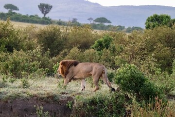 Majestic lion walking in the Masai Mara National Reserve during sunrise