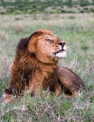 Male lion resting in the african savanna looking up