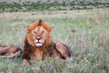 Majestic lion resting in the african savanna, Kenya