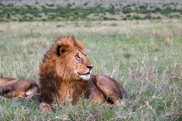 Majestic male lion resting in the african savanna, watching the horizon