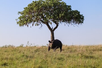Fototapeta premium Black rhino grazing in the african savanna under an acacia tree