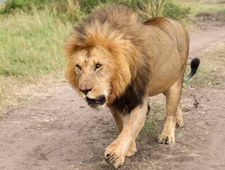 Majestic lion walking on a dirt road in Africa