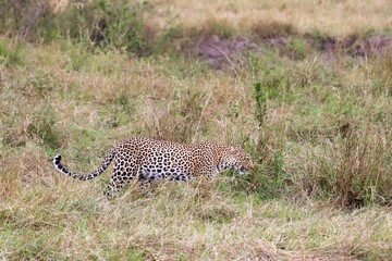 Leopard walking and hunting in the savannah of Masai Mara National Reserve, Kenya