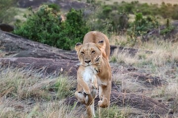 Lioness carrying cub in Masai Mara National Reserve, Kenya
