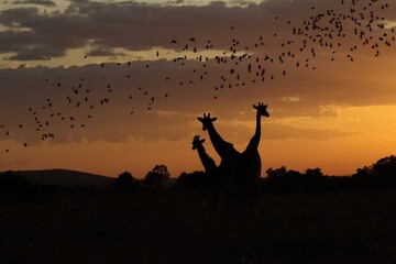 Giraffes silhouettes at sunset with birds flying over the African savanna