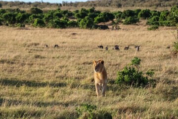 Lion walking in Masai Mara observing warthogs in the distance