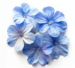 Cluster of Plumbago Flowers with Detailed Veins on Clean White Background