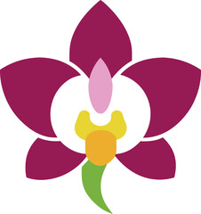 orchid isolated on white background