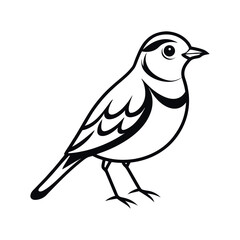 Whinchat Bird Outline Vector on White Background