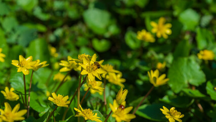 Ficaria verna in spring on a sunny day in the meadow.