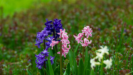 Blooming hyacinths in early spring in the garden.