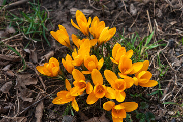Yellow bright blooming crocus flowers in the garden.