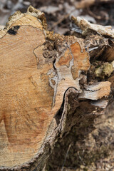 Surface of cut trunk of diseased tree.