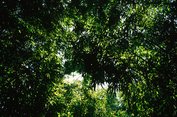 Thickets of green bamboo branches in a botanical garden.