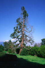 Sequoia tree on a sunny day in a botanical garden.