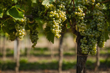 Fototapeta premium Abundant clusters of ripe white grapes hang from a vibrant vine with green leaves in a sunny vineyard