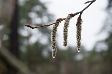 Quaking aspen catkins.