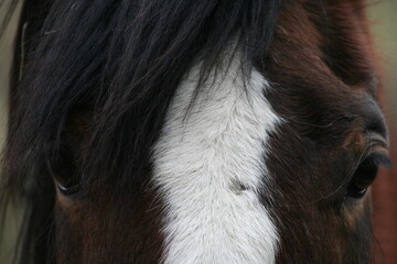 close up of a horse
