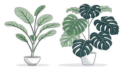 A minimalist illustration featuring a monstera and a fiddle leaf fig on a white background.