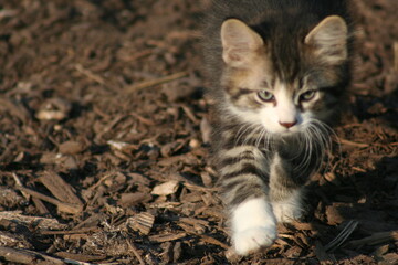 Cat in the mulch