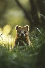 Obraz premium Quokka Portrait Staring in Green Grass Natural Habitat Wildlife Scene