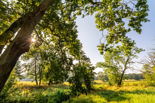Sun shining through a tree in a landscaped park (Jenischpark) in Hamburg in Northern Germany