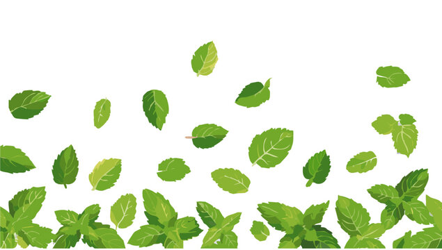 fresh green peppermint falling vector design