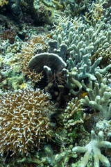 Dona Marilyn Wreck 3