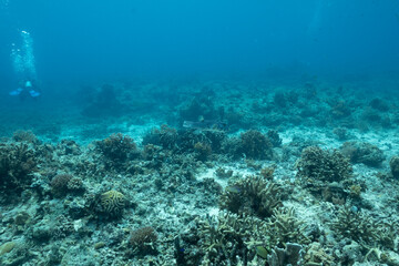 Fototapeta premium Tapilon Wreck 1