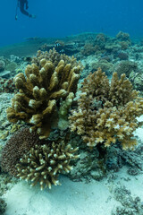 Thresher Shark Point 1