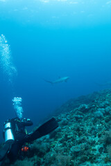 Obraz premium Manta Point 2