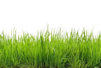 Obraz premium Vibrant grass close-up. Highlights nature’s vitality and simplicity. Used in gardening ads, eco-product packaging, or minimalist designs.
