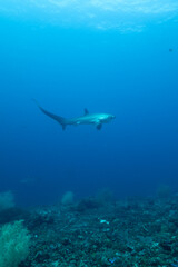 Fototapeta premium Sunrise Beach 2