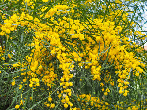 Acacia saligna or golden wattle plant is shrub in the subfamily Mimosoideae of pea family Fabaceae. Branch with long narrow leaves and fragrant bright yellow inflorescences in ball-like structure.