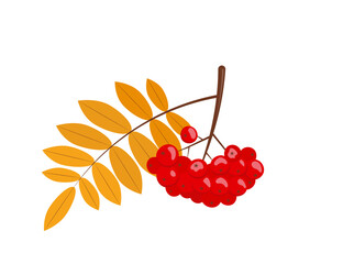 Cluster of rowan berries with leaves. Autumn rowan branch with leaves and red berries. Isolated vector illustration in flat style.