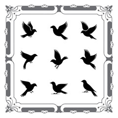 Silhouette Compilation of Wild Birds