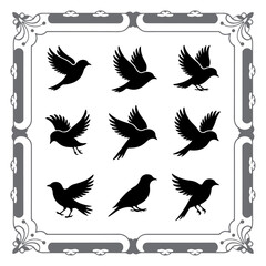 Silhouette Compilation of Wild Birds