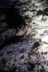 Coral Garden 2