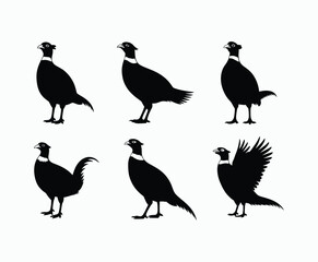 Fototapeta premium Wild and Free Ring Necked Pheasant Silhouette Isolated Template
