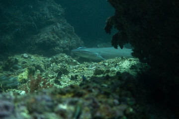 Trevally 1