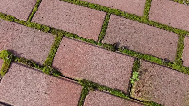 red bricks and moss. moss on tiles. paving slabs and moss. Pavement red tiles with green moss background on sunny day. moss between the paving slabs on the walkway. 4k video