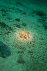 Nudibranch 3