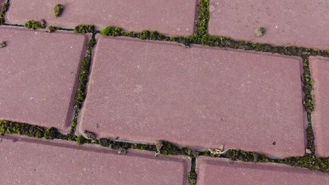 red bricks and moss. moss on tiles. paving slabs and moss. Pavement red tiles with green moss background on sunny day. moss between the paving slabs on the walkway. 4k video