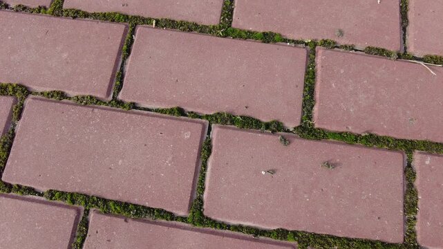 red bricks and moss. moss on tiles. paving slabs and moss. Pavement red tiles with green moss background on sunny day. moss between the paving slabs on the walkway. 4k video